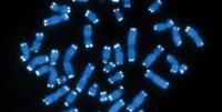 telomeres on chromosomes